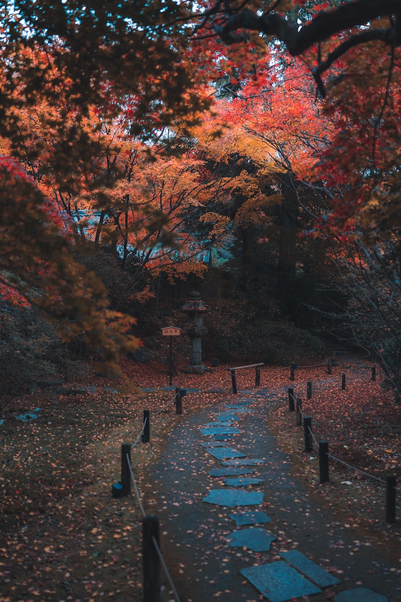 秋の光を活かしたフォトスポット策: 心に残る美しい写真を撮るためのガイド